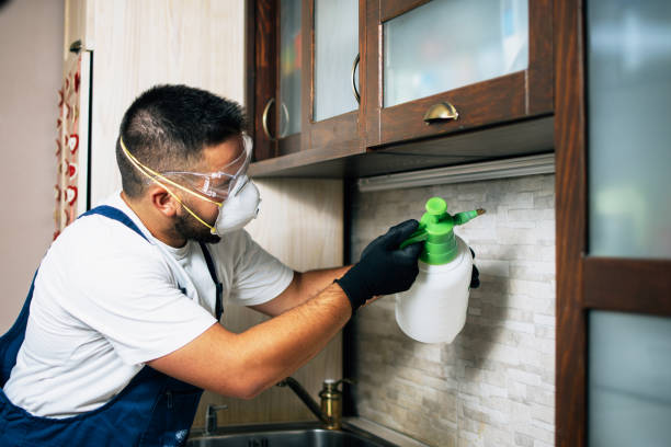 Best Termite Control Services  in Paulding, OH