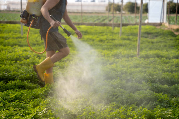 Best Local Pest Control Services  in Paulding, OH