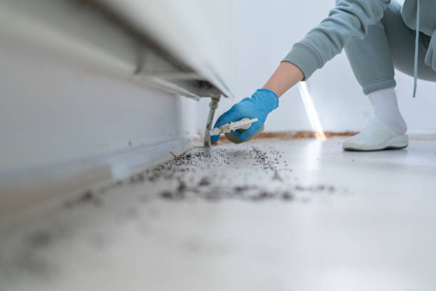 Best Wasp Removal Services  in Paulding, OH